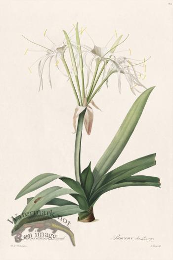 Les Liliacees Redoute 154